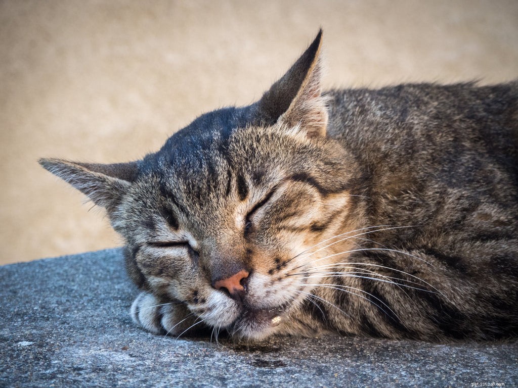Understanding Cat Drooling: Causes, Symptoms, and When to Seek Veterinary Care