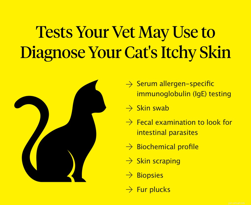 How to Relieve Your Cat’s Itchy Skin – Expert Tips & Treatments