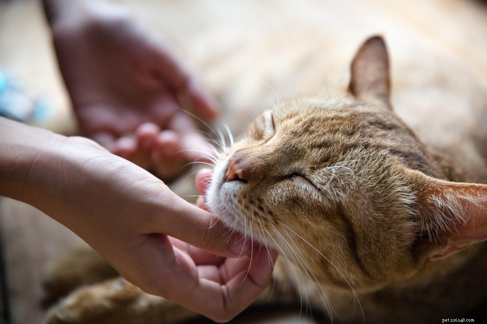 How to Relieve Your Cat’s Itchy Skin – Expert Tips & Treatments