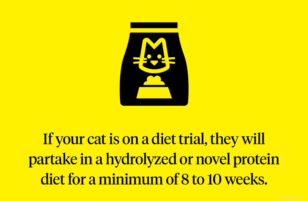 How to Relieve Your Cat’s Itchy Skin – Expert Tips & Treatments