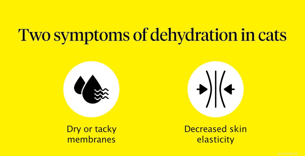 How to Identify and Treat Cat Dehydration: Essential Care Tips