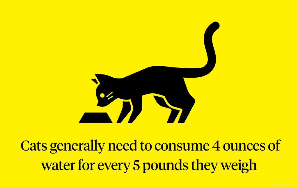 How to Identify and Treat Cat Dehydration: Essential Care Tips
