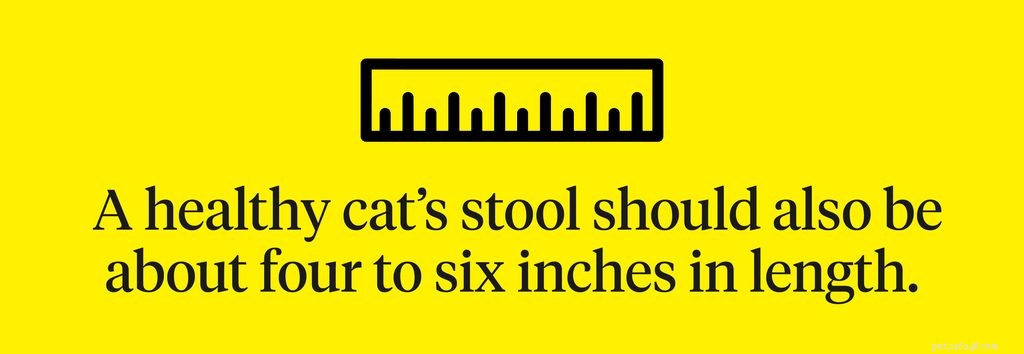 Cat Stool Guide: How to Interpret Your Cat’s Poop for Early Health Insights