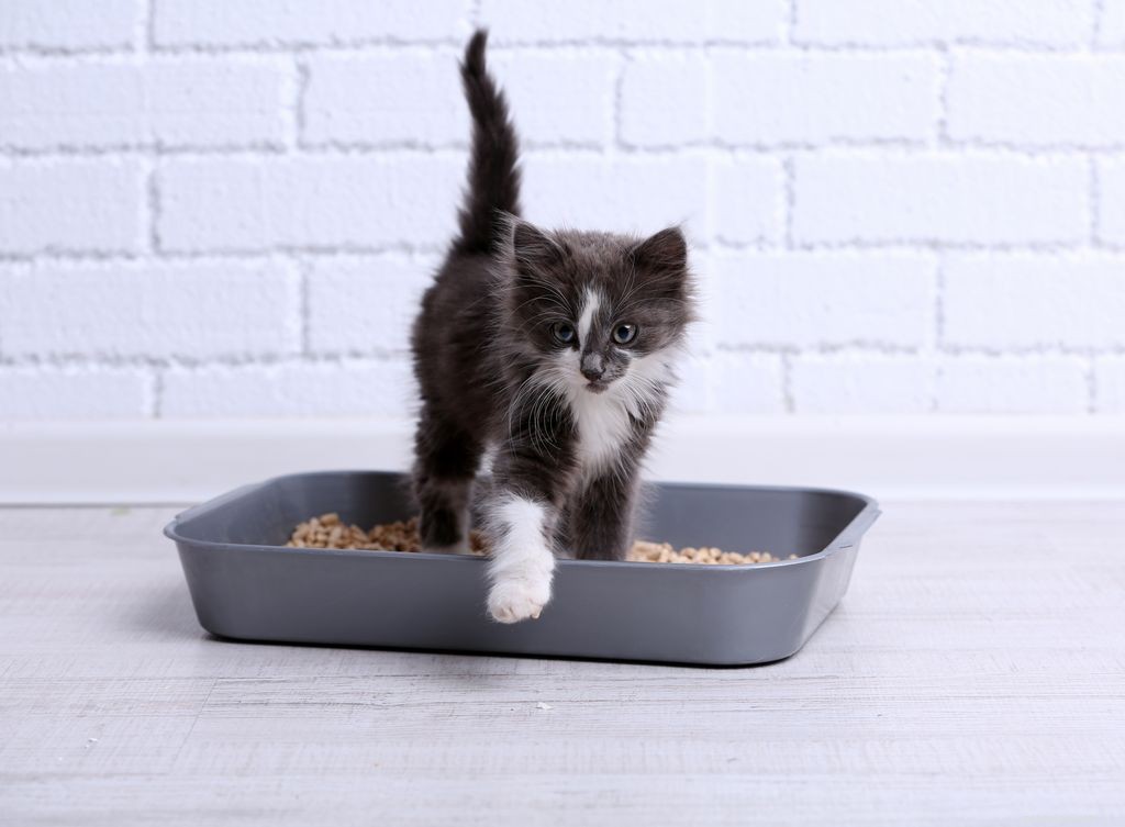 Cat Stool Guide: How to Interpret Your Cat’s Poop for Early Health Insights