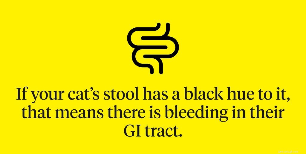 Cat Stool Guide: How to Interpret Your Cat’s Poop for Early Health Insights