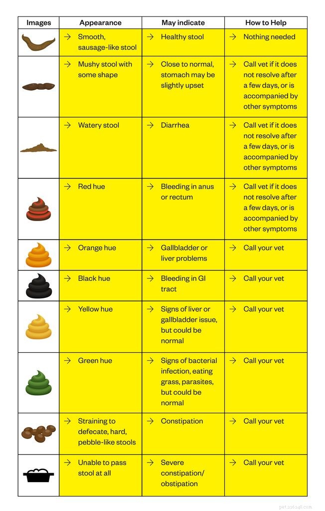 Cat Stool Guide: How to Interpret Your Cat’s Poop for Early Health Insights
