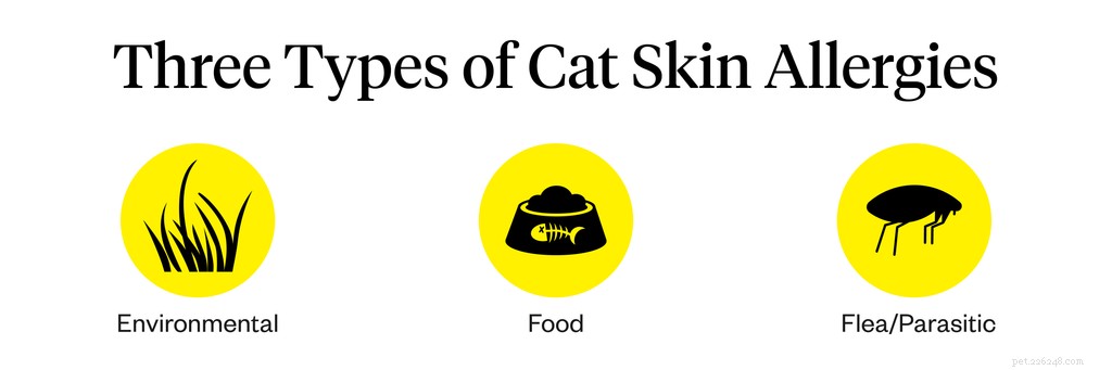 Cat Allergy Symptoms: How to Spot and Treat Itch, Litter, and More