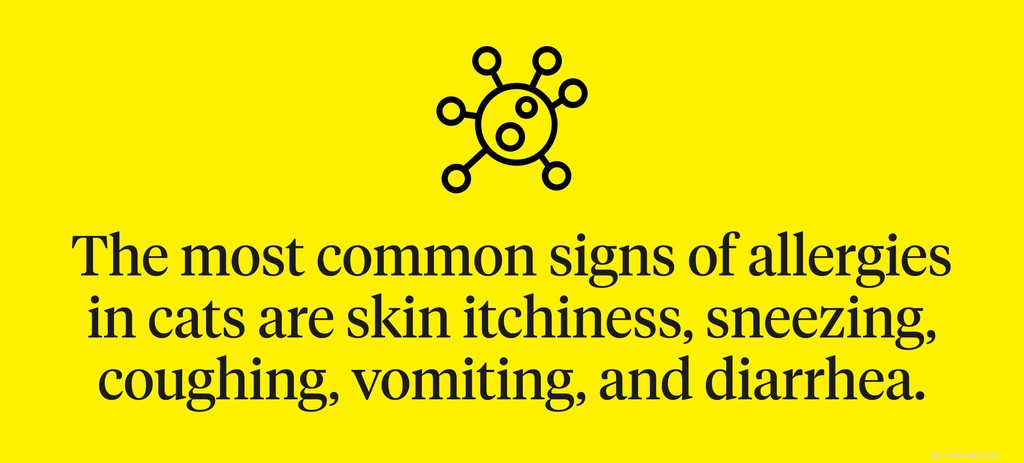 Cat Allergy Symptoms: How to Spot and Treat Itch, Litter, and More