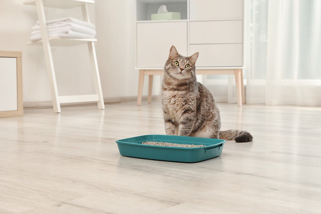 Cat Allergy Symptoms: How to Spot and Treat Itch, Litter, and More