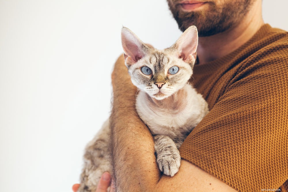 Cat Kidney Failure: Recognizing Symptoms, Causes, and Treatment