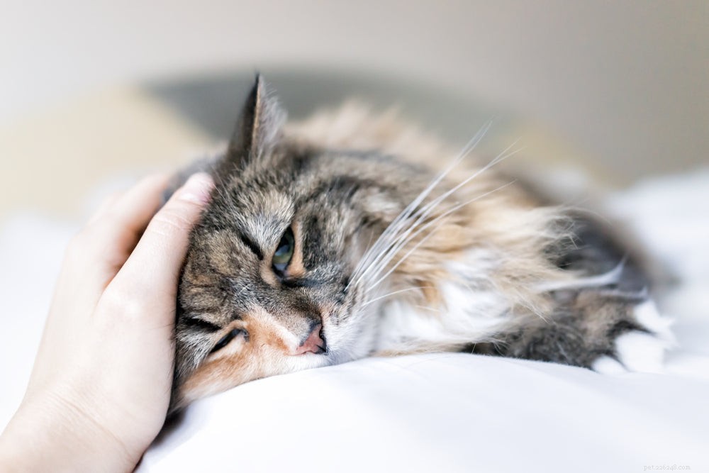 Cat Kidney Failure: Recognizing Symptoms, Causes, and Treatment
