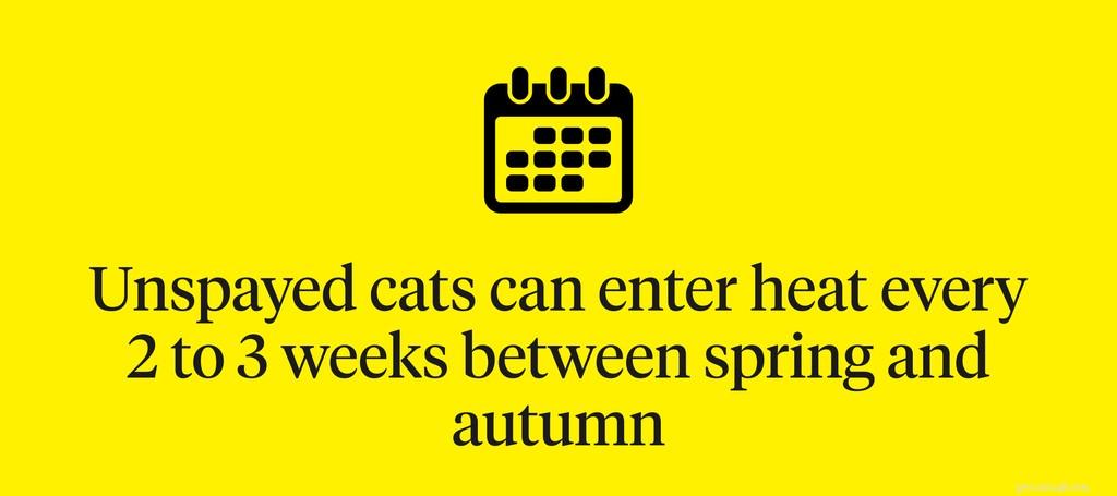 How to Identify Cat Pregnancy: Key Signs and Early Detection Tips