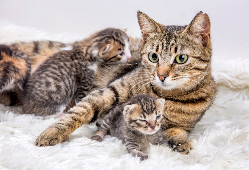 How to Identify Cat Pregnancy: Key Signs and Early Detection Tips