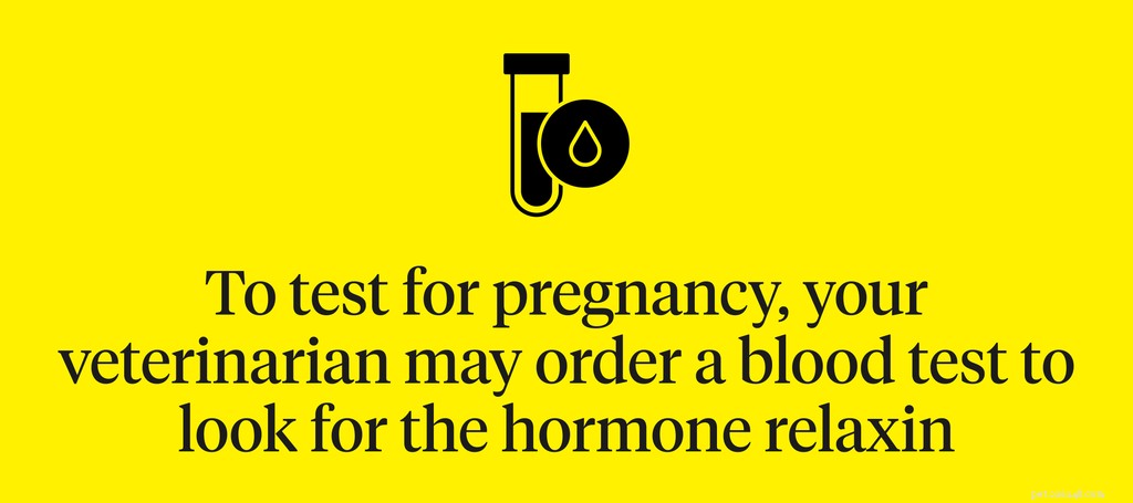 How to Identify Cat Pregnancy: Key Signs and Early Detection Tips