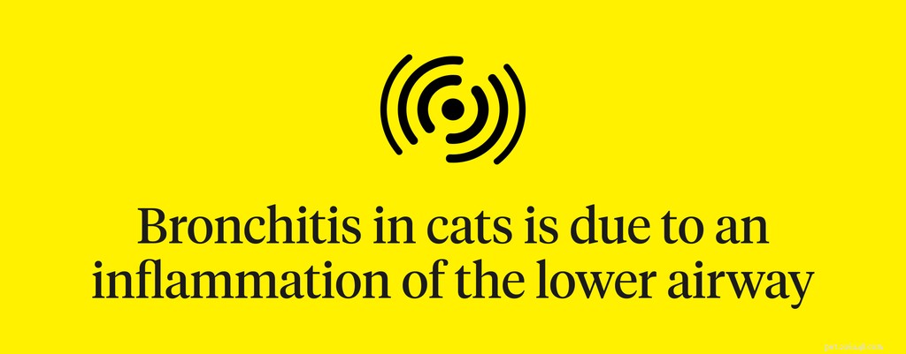 Cat Bronchitis Symptoms: How to Spot and Treat This Common Respiratory Illness