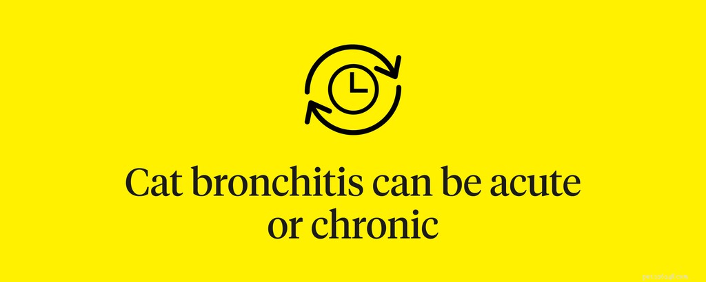 Cat Bronchitis Symptoms: How to Spot and Treat This Common Respiratory Illness