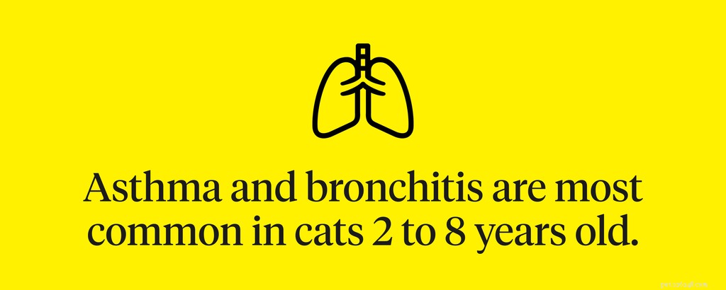 Cat Bronchitis Symptoms: How to Spot and Treat This Common Respiratory Illness