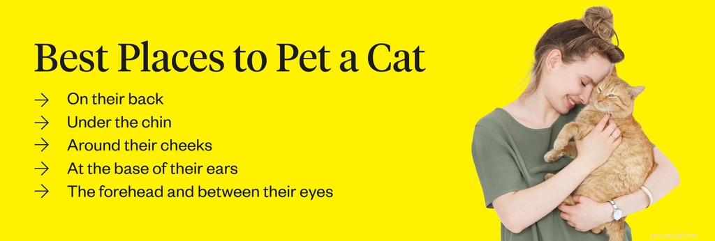 The 5 Best Spots to Safely Pet a Cat
