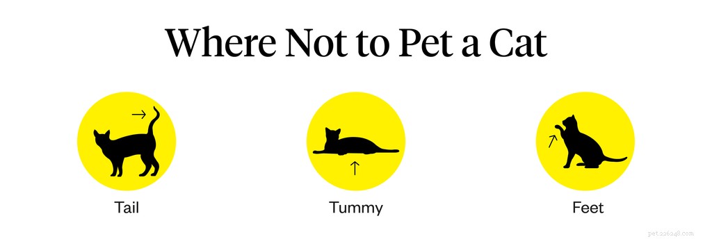 The 5 Best Spots to Safely Pet a Cat