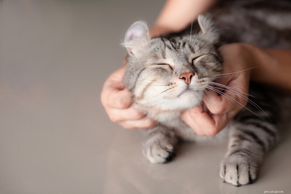 The 5 Best Spots to Safely Pet a Cat