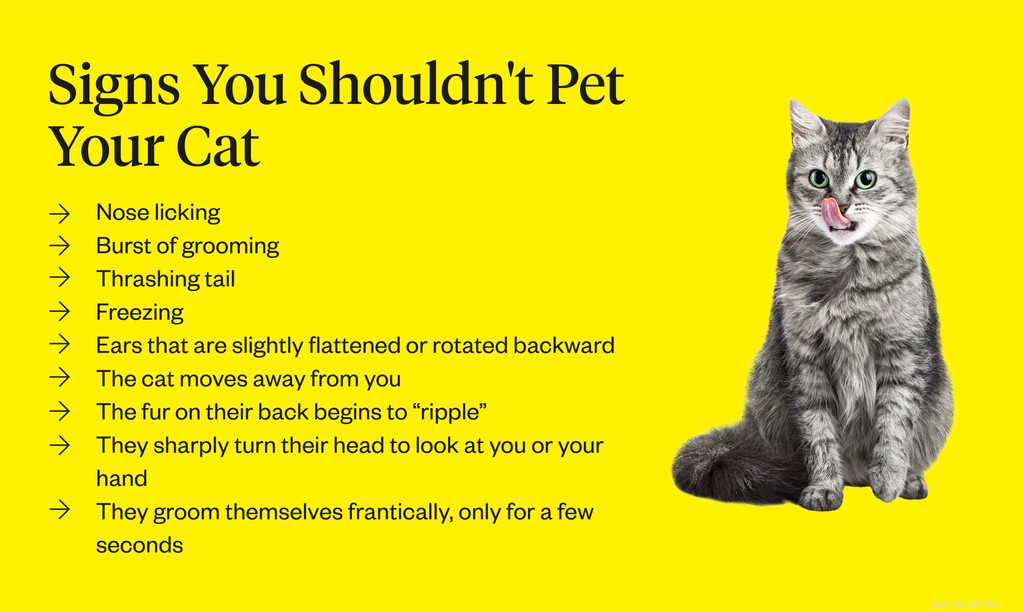 The 5 Best Spots to Safely Pet a Cat