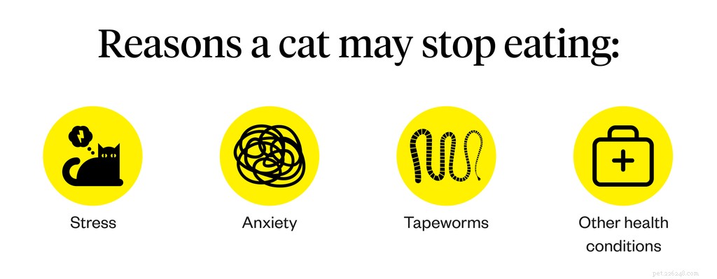 The Complete Guide to Feeding Your Cat for Optimal Health
