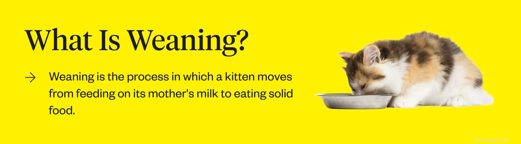 The Complete Guide to Weaning Kittens: Timing, Techniques, and Tips