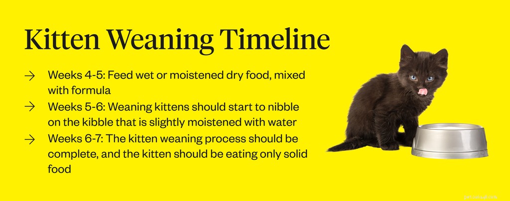 The Complete Guide to Weaning Kittens: Timing, Techniques, and Tips