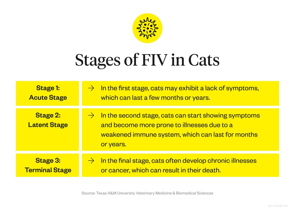 Understanding Feline Immunodeficiency Virus (FIV): Symptoms, Diagnosis, and Care