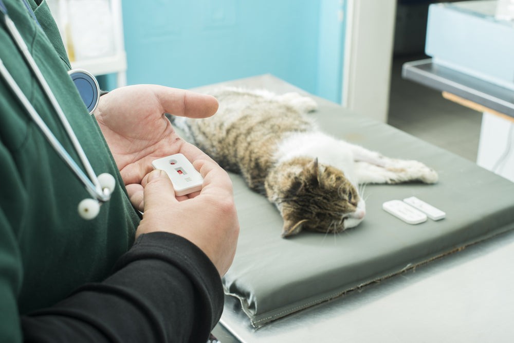 Understanding Feline Immunodeficiency Virus (FIV): Symptoms, Diagnosis, and Care
