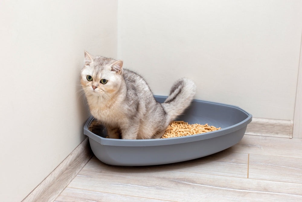 Recognizing Urinary Tract Infection Symptoms in Cats: A Practical Guide