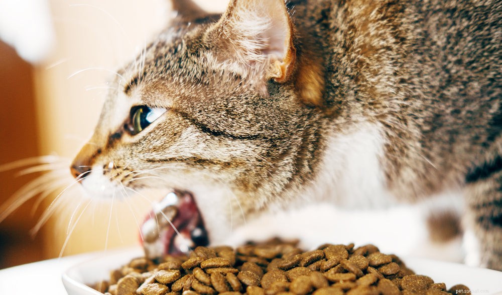 Understanding Cat Vomiting: Causes, Symptoms, and What to Do