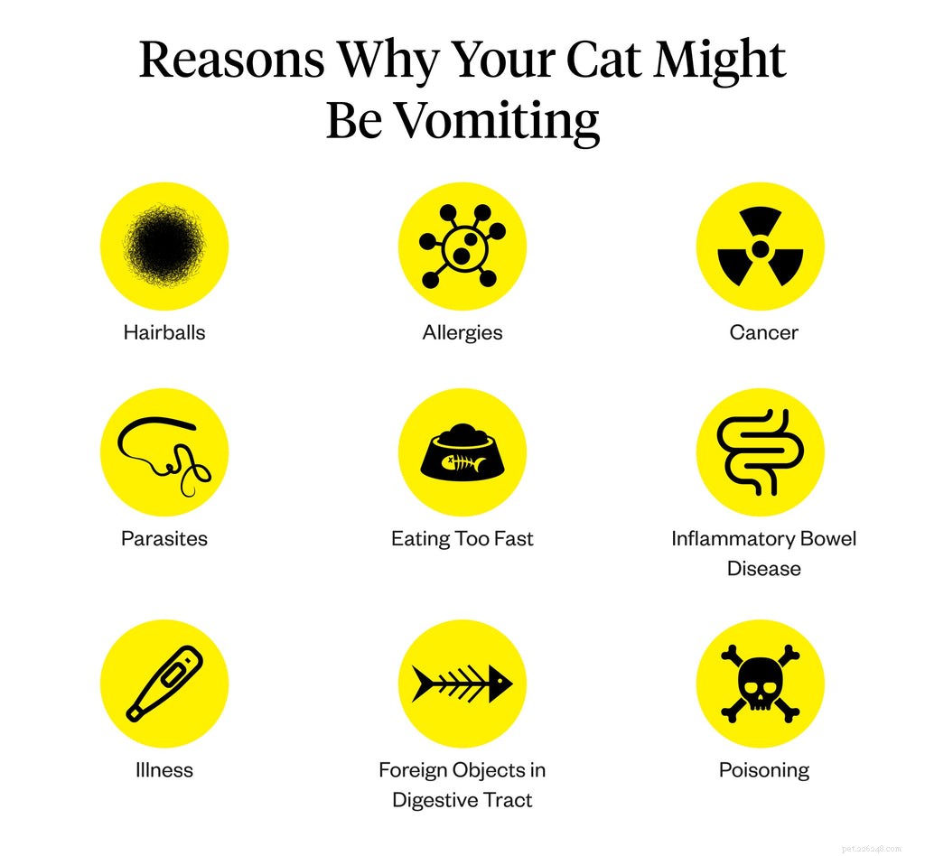 Understanding Cat Vomiting: Causes, Symptoms, and What to Do