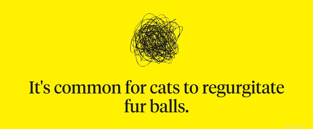 What to Do When Your Cat Keeps Throwing Up: Signs, Causes, and Vet Care