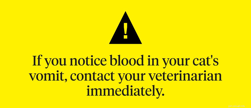 What to Do When Your Cat Keeps Throwing Up: Signs, Causes, and Vet Care