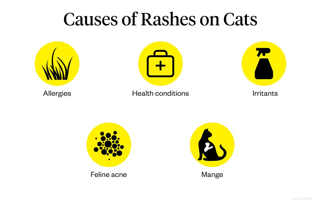 Understanding and Treating Skin Rashes in Cats: Causes, Symptoms, and Solutions