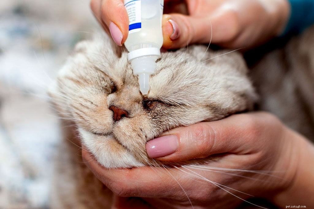 Red Cat Eyes? Identify Causes & Get Effective Care