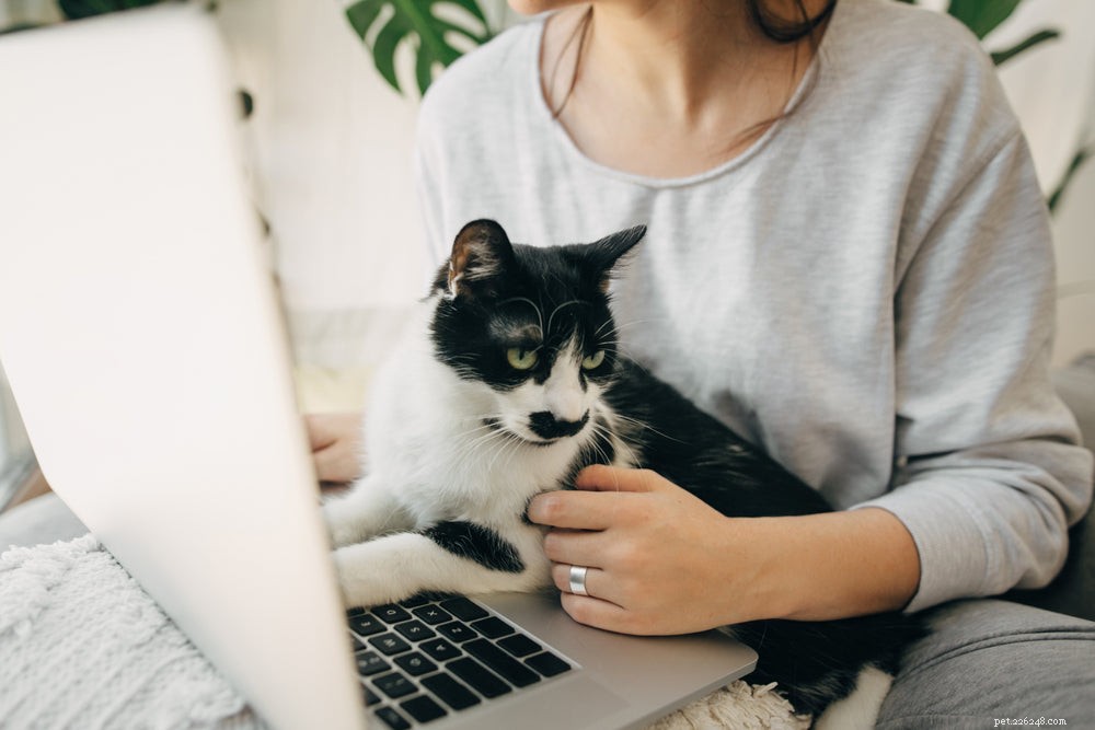How to Buy Cat Medicine Online Safely and Conveniently