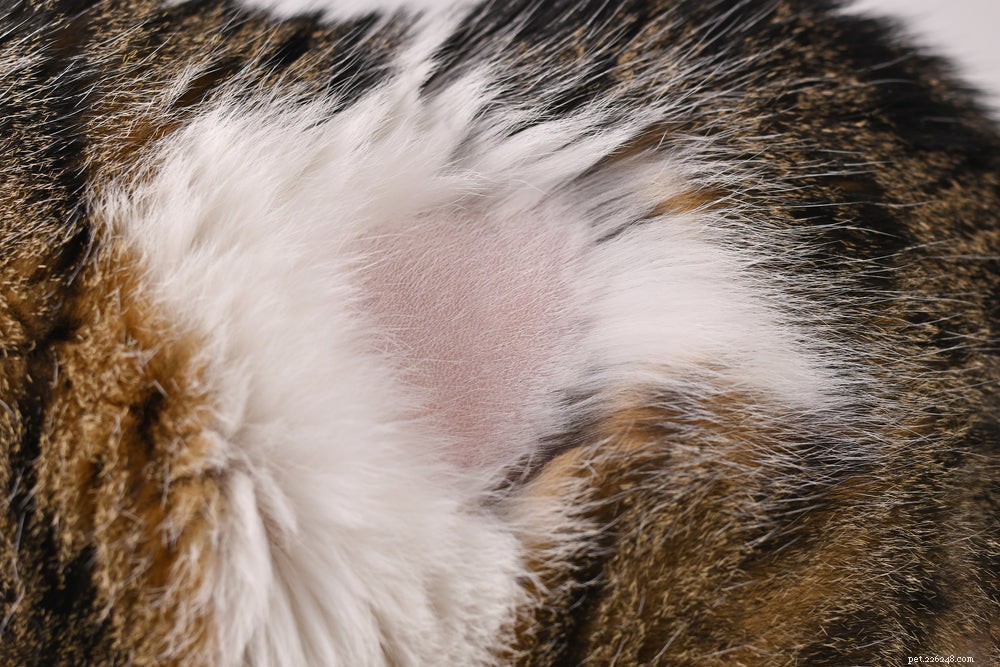 Is Your Cat Overgrooming? Signs, Causes & Treatment for Health & Behavioral Issues