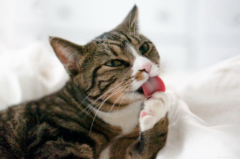 Is Your Cat Overgrooming? Signs, Causes & Treatment for Health & Behavioral Issues