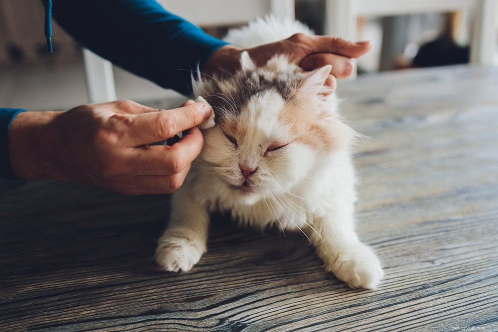 Kitten Eye Infections: Signs, Causes, and Treatment