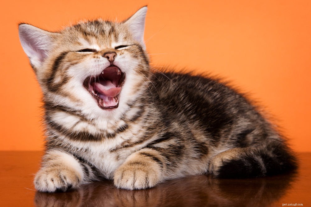 Understanding Excessive Cat Meowing: Causes & Solutions