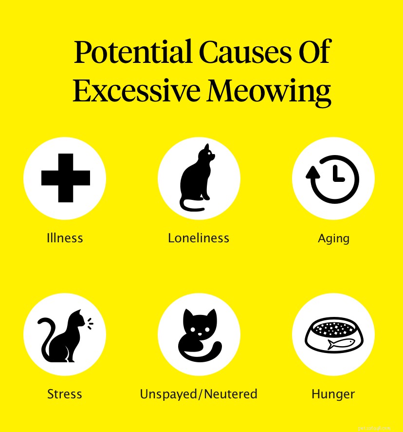 Understanding Excessive Cat Meowing: Causes & Solutions