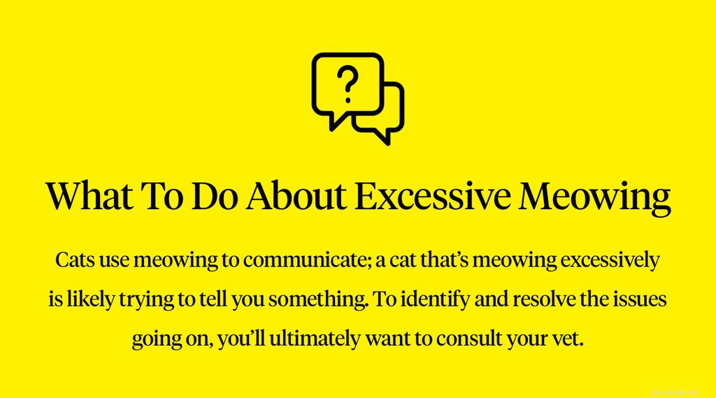 Understanding Excessive Cat Meowing: Causes & Solutions