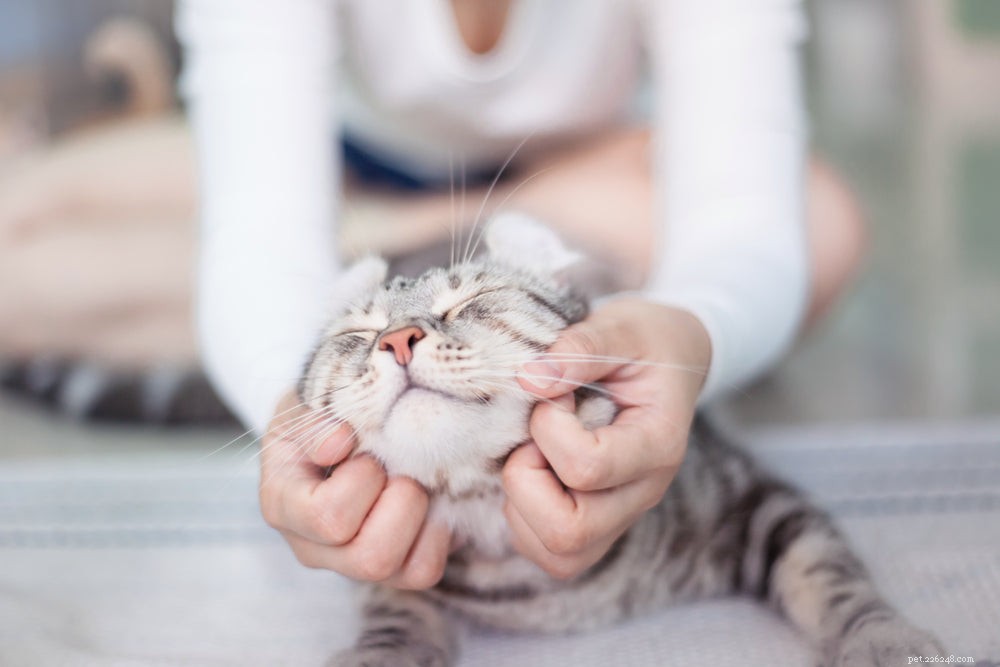 Understanding Excessive Cat Meowing: Causes & Solutions