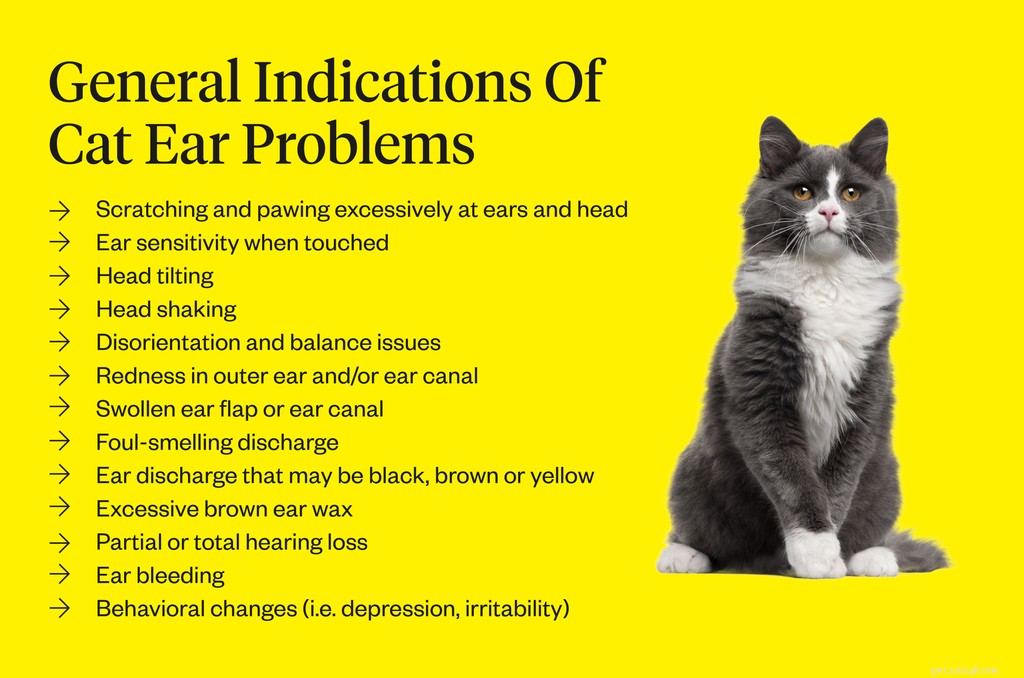 Understanding Cat Ear Problems: Causes, Symptoms, and Effective Treatments