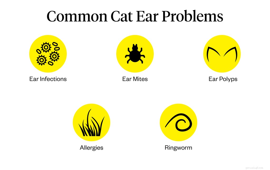 Understanding Cat Ear Problems: Causes, Symptoms, and Effective Treatments