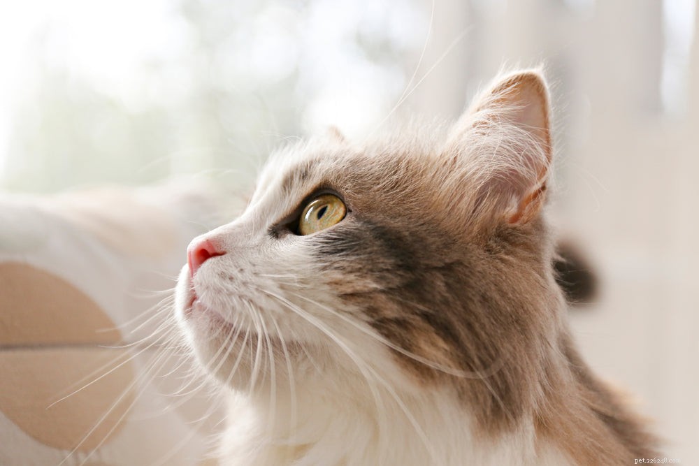 Understanding Cat Ear Problems: Causes, Symptoms, and Effective Treatments