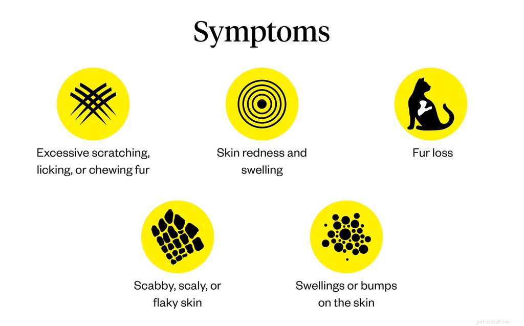 Cat Skin Irritation: Recognize Symptoms, Identify Causes, and Find Effective Treatments