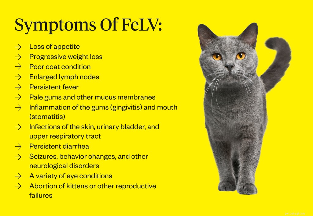 Feline Leukemia Vaccine: Protect Your Cat—Should You Vaccinate?